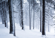 Mit Schnee bedeckter Wald im Nebel